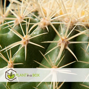 Mini-cactus - 6