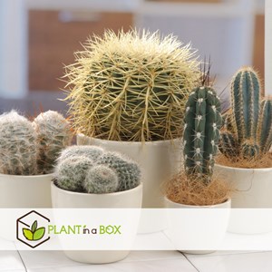 Mini-cactus - 6
