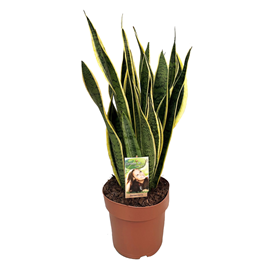 Sansevieria laurentii snake plant