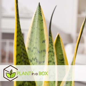 Sansevieria laurentii snake plant