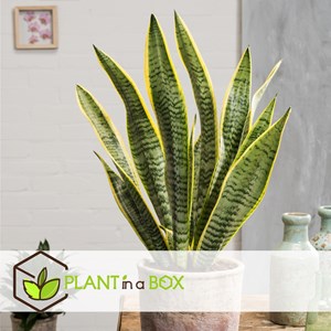 Sansevieria laurentii snake plant