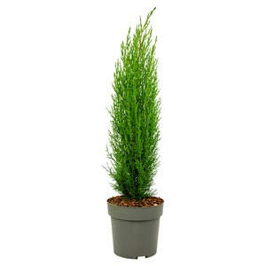Cupressus sempervirens totem