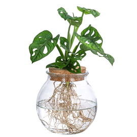 Monstera adansonii monkey mask vase