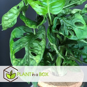 Monstera adansonii monkey mask vase