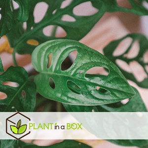 Monstera adansonii monkey mask vase