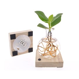 Mini clusia en verre avec lumière led