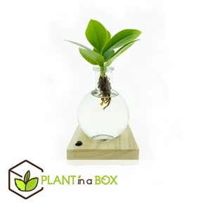 Mini clusia en verre avec lumière led