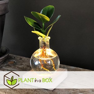 Mini clusia en verre avec lumière led