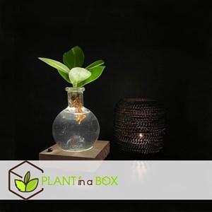 Mini clusia en verre avec lumière led