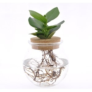 Plante de clusia dans un vase en verre -