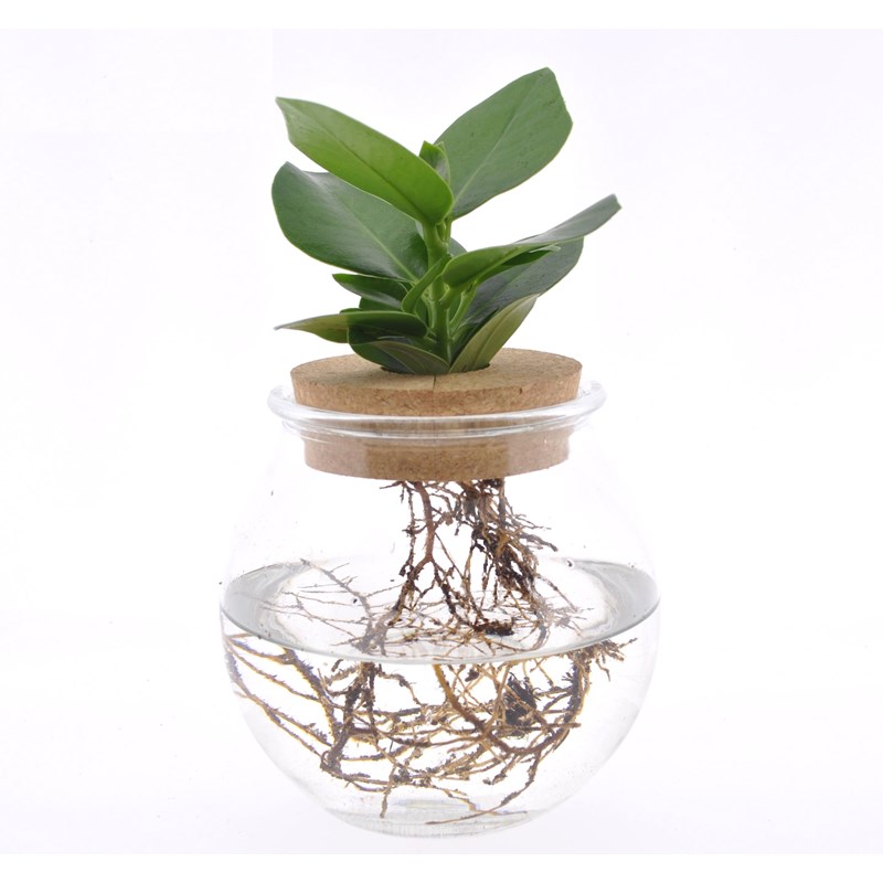Plante de clusia dans un vase en verre