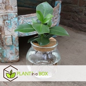 Plante de clusia dans un vase en verre