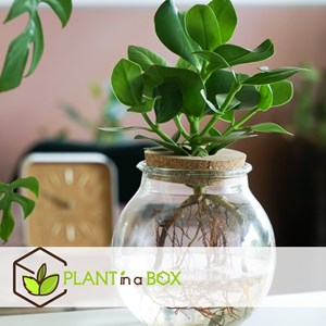 Plante de clusia dans un vase en verre