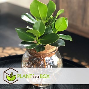 Plante de clusia dans un vase en verre