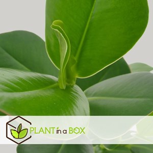 Plante de clusia dans un vase en verre