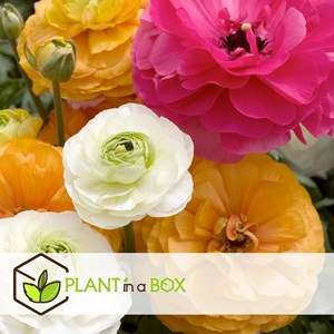 Ranunculus bulbes - 80