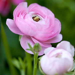 Ranunculus bulbes - 80