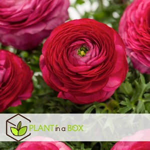 Ranunculus bulbes - 80