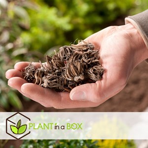 Ranunculus bulbes - 80