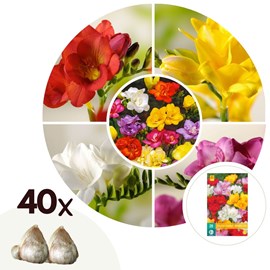 Freesia double bulbes - 40