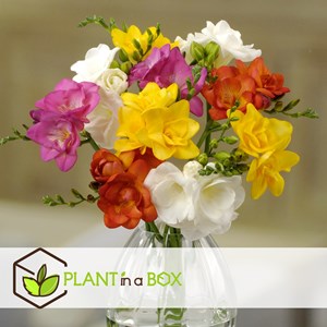 Freesia double bulbes - 40