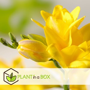 Freesia double bulbes - 40