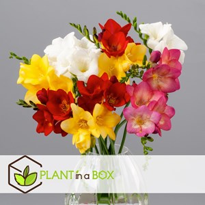 Freesia double bulbes - 40