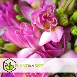 Freesia double bulbes - 40