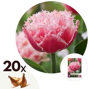 Bulbes de tulipe queenslad - 20