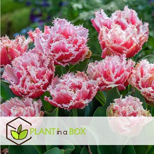 Bulbes de tulipe queenslad - 20