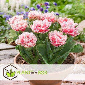 Bulbes de tulipe queensland - 15