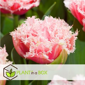 Bulbes de tulipe queensland - 10