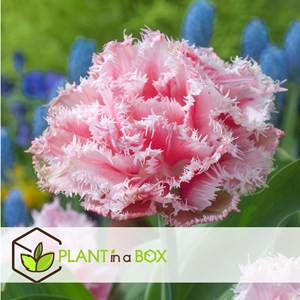 Bulbes de tulipe queensland - 10