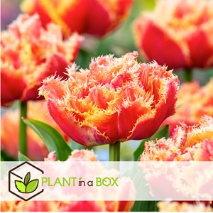 Bulbes de tulipe brisbane - 20