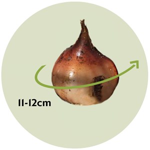 Bulbes de tulipe brisbane - 15