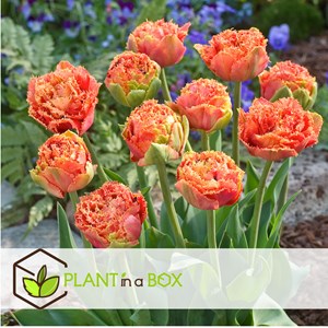 Bulbes de tulipe brisbane - 15