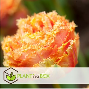 Bulbes de tulipe brisbane - 10