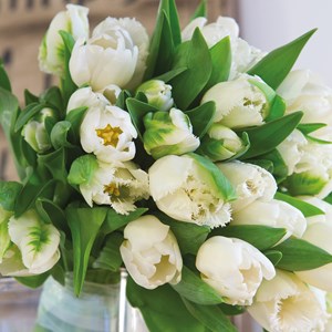 Bulbes de tulipe northcap - 21