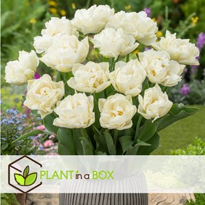 Bulbes de tulipe northcap - 21