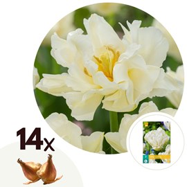 Bulbes de tulipe northcap - 14