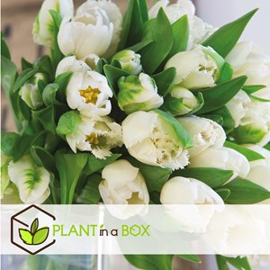 Bulbes de tulipe northcap - 14