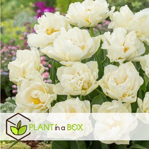 Bulbes de tulipe northcap - 14