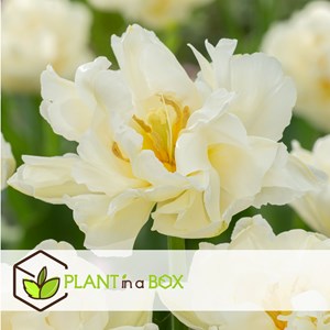 Bulbes de tulipe northcap - 14