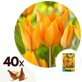 Bulbes de tulipe shogun - 40