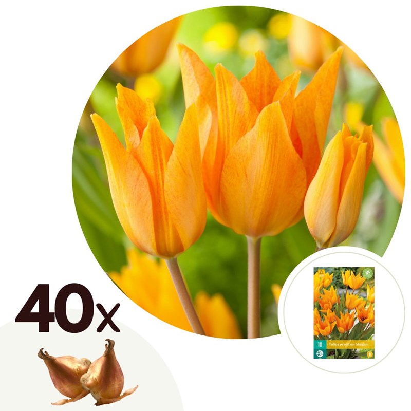 Bulbes de tulipe shogun - 40
