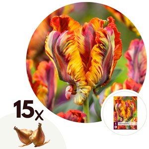 Bulbes de tulipe rasta parrot - 15
