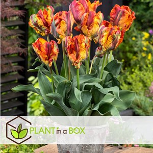 Bulbes de tulipe rasta parrot - 15