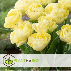 Bulbes de tulipe avant garde - 21