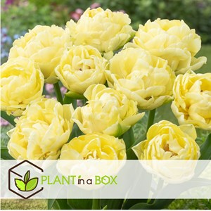 Bulbes de tulipe avant garde - 21