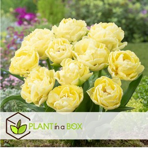 Bulbes de tulipe avant garde - 21